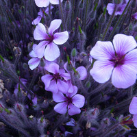 607 Collapsed Arc (4/28/13)