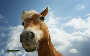 horse_with_grass_1920x1200